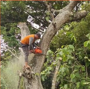 968K views · 5.3K reactions | Amazing skill cutting tree by a professional skill man | Making Video | Facebook