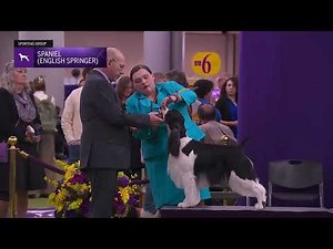 English Springer Spaniels | Breed Judging 2026