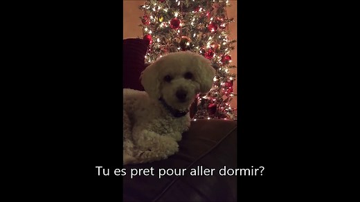 Elle chante une berceuse pour endormir son chien et ça marche à tous les coups