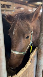 2K views · 15K reactions | UPDATE: just 30 horses or so remain inside...