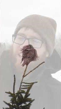 Finding a Northern Hawk Owl in Minnesota! 🦉❄️