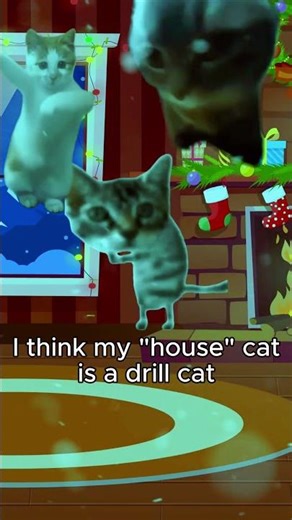 Get a "house" cat they say.... #cat #drill #hardstyle