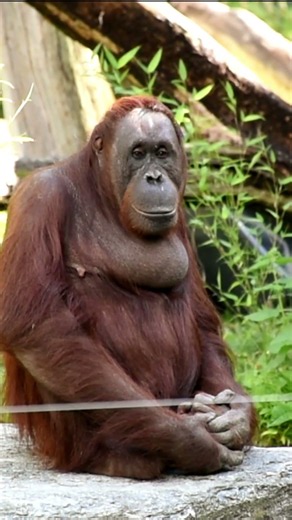 The Most Charismatic and Friendly Orangutan#shorts#orangutans#funnyvideo#funnyanimals