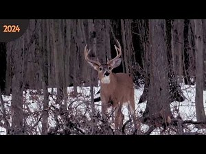 BIG Ohio Buck FOOLED by DECOY!!!