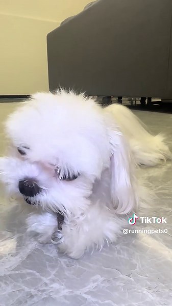 ASMR Experience with Maltese Dogs