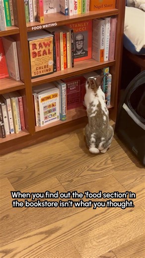 Have you read this one? I absolutely devoured it! 📚🐇👩‍🏫 #Rabbit #BookLover #Reader #Books #Bookstore #fblifestyle #Bunny | The Pet Collective