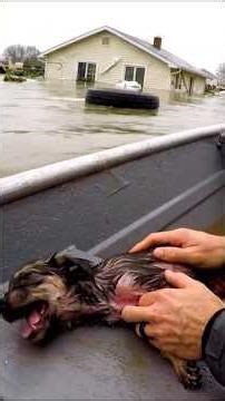 Man Saves Puppy drowning From Flood #wholesome #animals