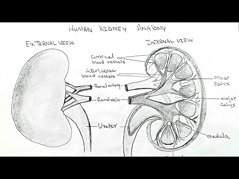 External and Internal structure of Kidney with labeling | how to draw kidney diagram | step by step