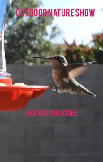 hummingbird in slow motion. 4K #birds #bird #hummingbird