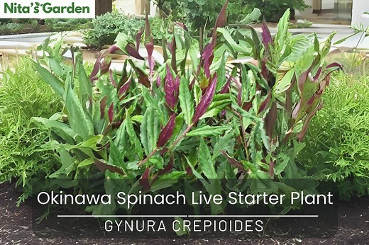 Okinawa Spinach Live Starter Plant: Edible Purple Underside Leaves - Etsy