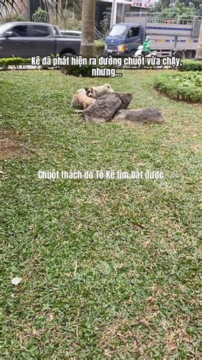 2 boss tìm chăm chú, chuột chạy đâu không biết