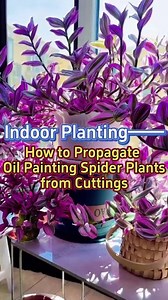 How to Propagate Oil Painting Spider Plants from Cutting #garden #gardening #plants #planting #indoorgarden #homegarden #houseplants #indoorplants #tradescantia #propagation | Indoor Planting Tips and Garden