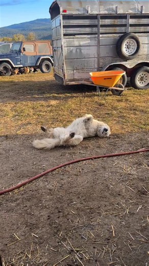 Nothing more ferocious than Sven the livestock guardian dog 😅🐻‍❄️ Here Sven is demanding the cuddle tax before going back into the doe pen. He is very strict on this and can throw quite the temper tantrum if neglected 😂 The guard dogs stay with the does all day but at night, they are given free range of the property to keep predators at bay. 🐺 Sven is a 2 year old Italian Maremma and is still just an oversized puppy. But when duty calls, he is the first one on offense and is the fastest dog 