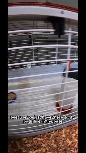 8K views · 93 reactions | Meet the cozy brooder setup for our 4 newest guineas! ✨ #GuineaFowl #brooderlife #animallove #farmlife #reels | Goat Daddy's Farm | Facebook