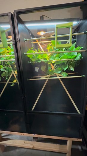 #cages #lizard #pantherchameleon #chameleon #exoticpets #leopardgecko #leopardgeckosofinstagram #ambanjachameleon #ambilobe | Chameleon_cali