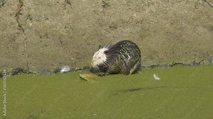 Behavior and lifestyle of animal nutria in the wild. A rodent living in a swampy area among green vegetation