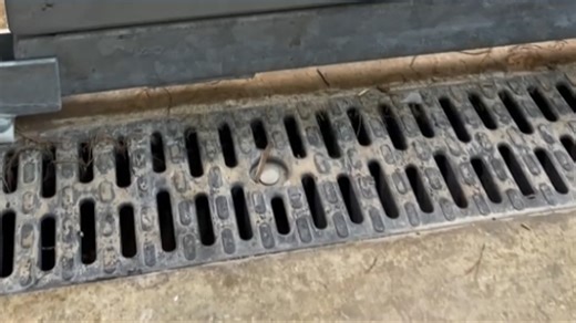 Backstage Safari preview | Meet the Black-Footed Cats!