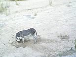 Footage shows holes dug by wild donkeys being used by other species