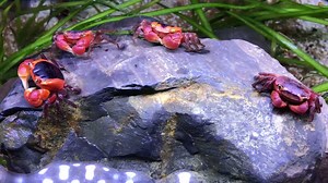 ► Das große Krabbeln ◄ Seid Ihr auch schon so wach wie diese kleinen Kerlchen? Wir vom Aquarien Deutschland Team wünschen Euch einen guten Start in den Tag! © Video: Ace Story Aquatic | Aquarien Deutschland