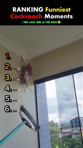Ranking Funniest Cockroach Moments. #usa