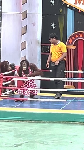 Orangutan Plan on TikTok