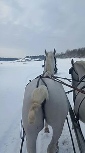 Havas móka a "Diós-völgyben" ❄️🌨 🐎LOVAS SZÁNOZÁSra - kettesfogattal - IDŐPONTFOGLALÁS (az időjárás és a szabad helyek függvényében) az alábbi elérhetősegek egyikén lehetséges: 30/627-8303, 36/564-400 | Állami Ménesgazdaság Szilvásvárad
