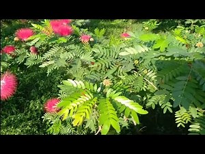 How to grow Powder puff plant by seeds/Summer flowering plant full update b repotting