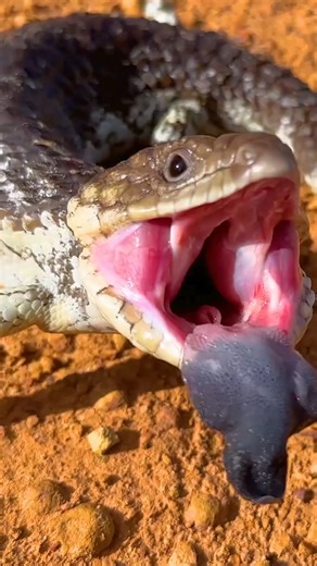 Mark Vins on Instagram: "Ticks Are a Hidden Danger for Shingleback Lizards! Beneath the rugged armor of a Shingleback Lizard, tiny parasites lurk — draining blood and weakening their wild hosts. These tough reptiles may look invincible, but a heavy tick load can seriously threaten their health. In this up-close rescue, we carefully remove the ticks and give this lizard a much-needed helping hand! #BraveWilderness #WildFacts #ShinglebackLizard #WildlifeRescue #TickRemoval #ReptileCare"