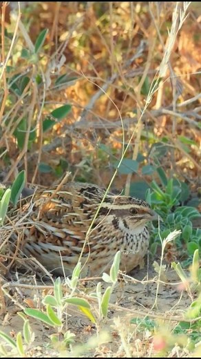 Male Quail Natural Calling | Authentic Wild Bird Sound #quailsound #birdsound