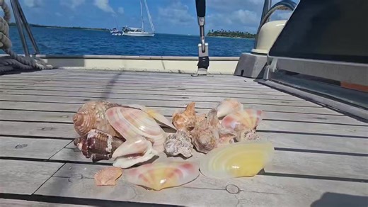 12K views · 296 reactions | Sea Shell Hunting an Uninhabited Island In Panama  I can't believe how many there are!! #seashells #Panama #sanblasislands #vacationdestinations #thebeach #islandvibes #traveltips #treasure #boatlife #sailing #travel #beach #sealife | LC's Glass | Facebook