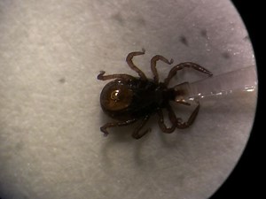 Feeding of Ticks on Animals for Transmission and Xenodiagnosis in Lyme Disease Research