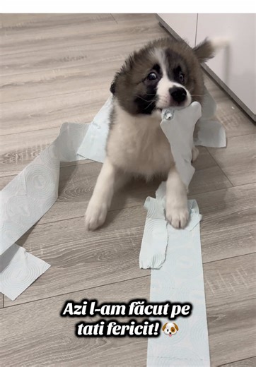 Happiness!❤️🐶 #fyp #stormcatelul TikTok