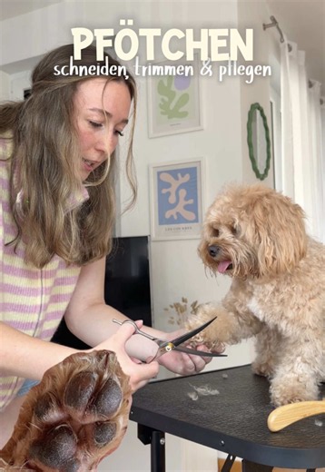 Wie macht ihr die Pfotenpflege? 🐾 Wir machen gern kurzen Prozess mit dem Trimmer. Mag Fine zwar nicht besonders, aber für uns einfach die „sicherste“ und schnellste Variante. PS: Folgen nicht vergessen um Krallen & Gesicht schneiden nicht zu verpassen 🫶🏻😋 #maltipoo #pudel #pfotentrimmen #pfotenpflege #pfotenschneiden
