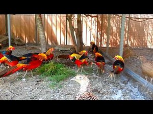 Red golden pheasant