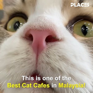 101K views · 1.5K reactions | You're going to love this place if you're a cat lover! ❤️ | Places Malaysia | Facebook