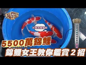 【精華版】世界最貴！5500萬錦鯉之王「S傳說」她標下！錦鯉女王教你鑑賞２招
