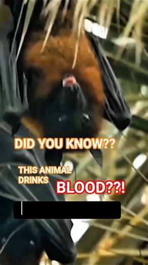 “This Bat Drinks BLOOD Every Night 🦇😱”#facts #animalfacts #didyouknowfacts