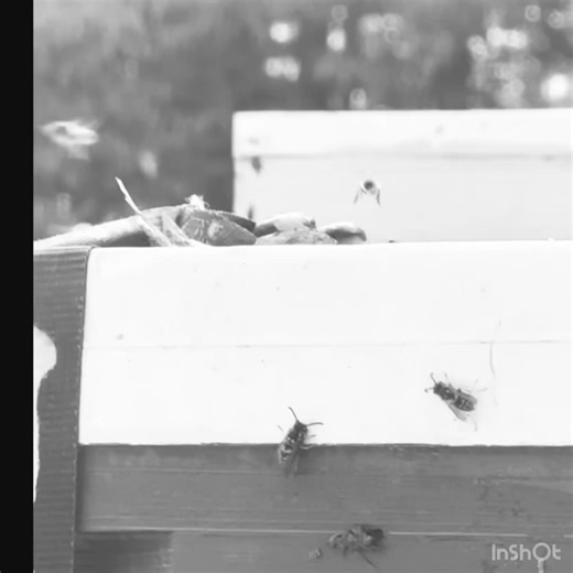 1.3K views · 36 reactions | Yesterday while sitting out in my...