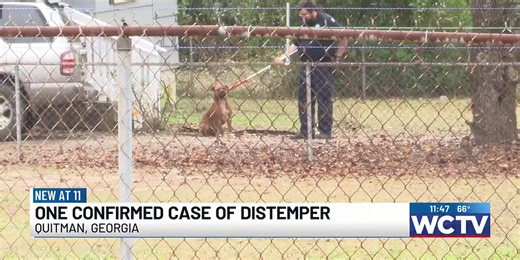 One confirmed case of distemper in Quitman, Georgia