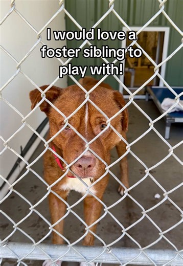 Fostering Rescue Dogs: A Life-Saving Opportunity