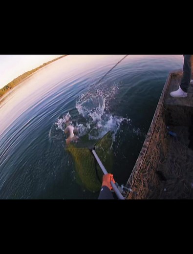 Musky Addict on TikTok