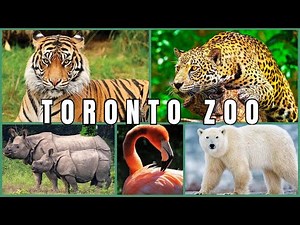 Toronto Zoo Tour - Full Documentary Canada's Biggest Zoo!