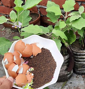 Best Homemade NPK fertilizer for plants using tea leaves and eggshells | Rana Craft