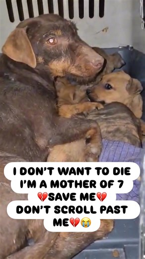 💔 MERLE IS GIVING UP — EUTHANASIA SCHEDULED AT 3 PM 💔 Mother of 7 tiny puppies… and fighting for her life. One month ago, Merle arrived at our shelter carrying more than unborn puppies — she carried trauma, fear, and deep betrayal. When her family divorced, Merle was left behind with the husband. The wife moved into an apartment where dogs weren’t allowed — and Merle became the target. Every time he drank. Every time he lost control. Every time his anger surfaced… Merle suffered. She was starv