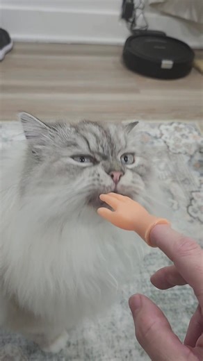 Large Stainless Steel Litter Box for Multiple Cats