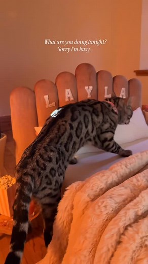 Follow for more adorable and creative cat content!  cat watching...