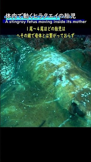 お腹の子どもが動いてる #水中映像 #エイ #卵胎生