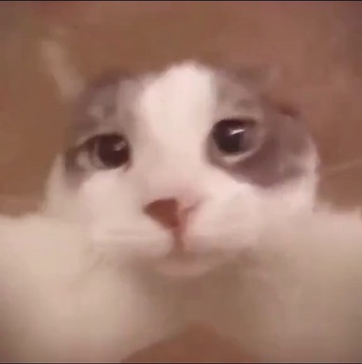 Sweet Cat Kiss - Day 10