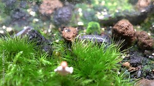 4k videos of moss, miniature dolls, and sometimes Porcellio scabe