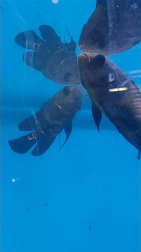 Angel Fish | The Most Beautiful Freshwater Fish in the World 😍🐠 | Complete Guide